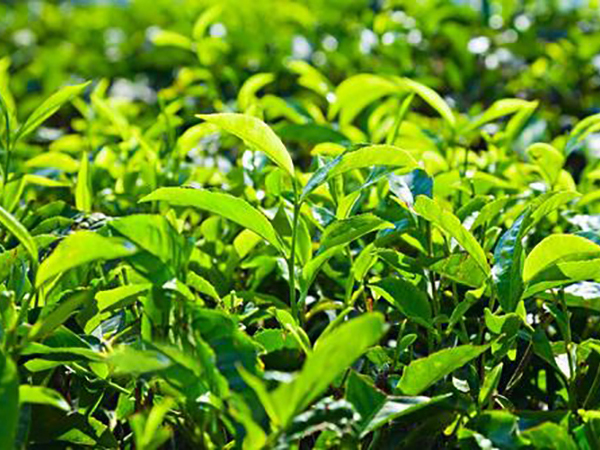 老班章熟谱洱茶