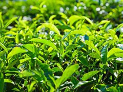 2021中国白茶推介会在中国白茶城举行